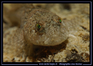 Face to face with this beautiful Bullhead, freshwater scu... by Michel Lonfat 